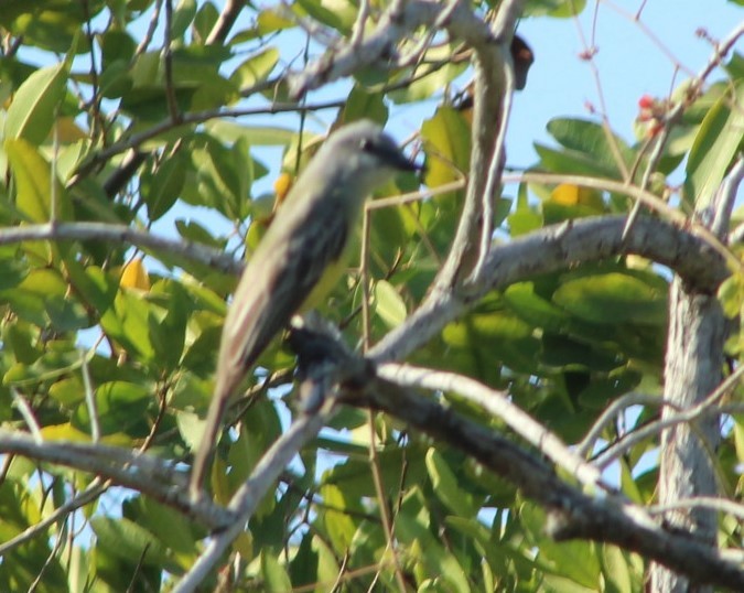 Tropical Kingbird - juventino chavez