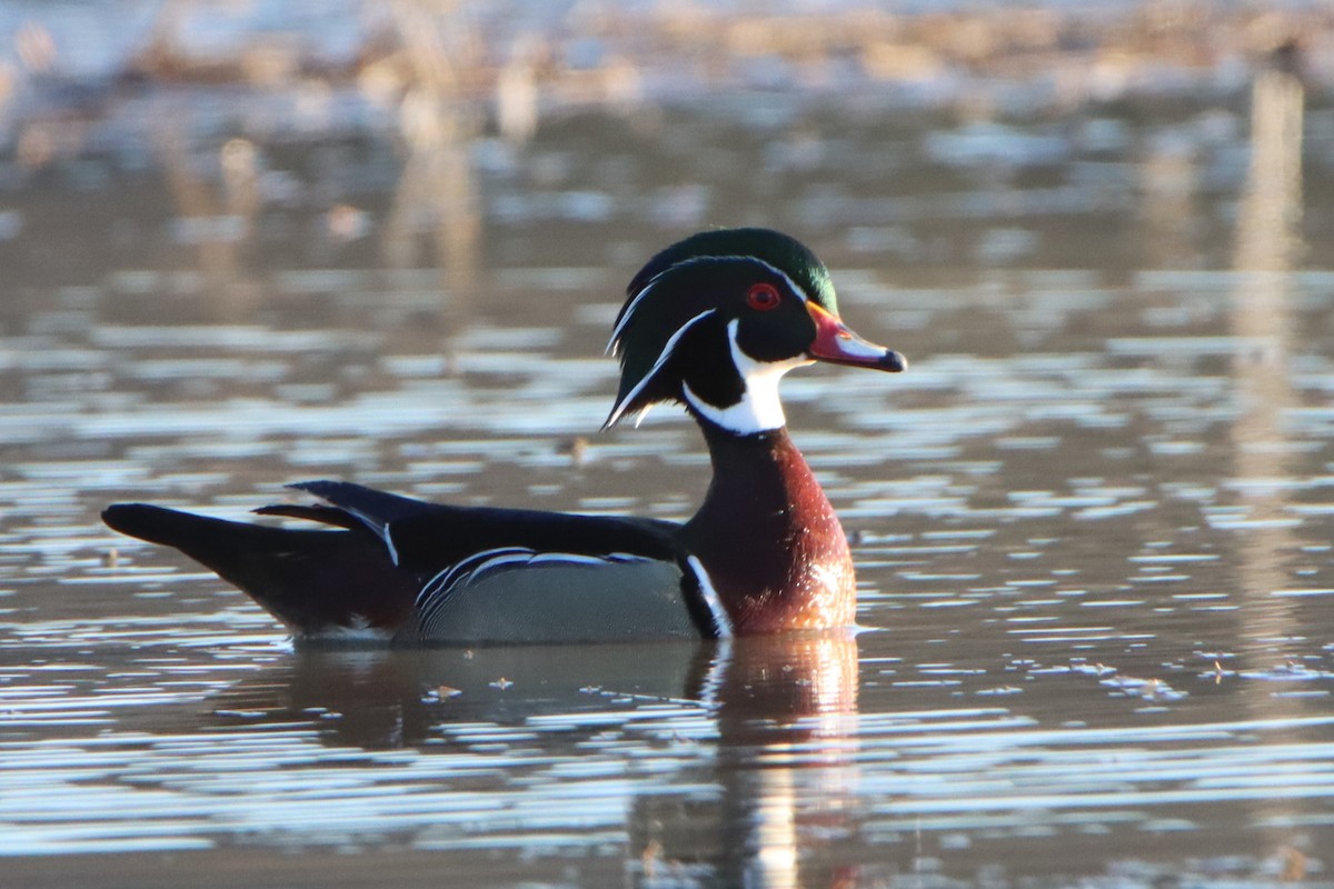 Wood Duck - ML617072080