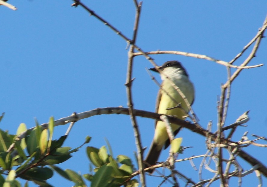 Thick-billed Kingbird - juventino chavez