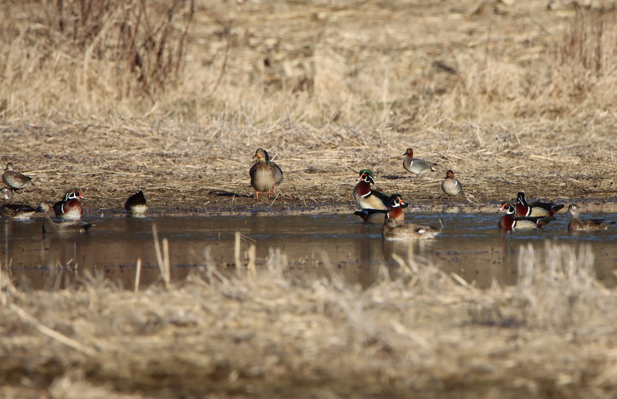 Wood Duck - ML617072128