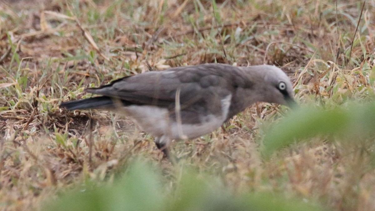 Fischer's Starling - ML617072152