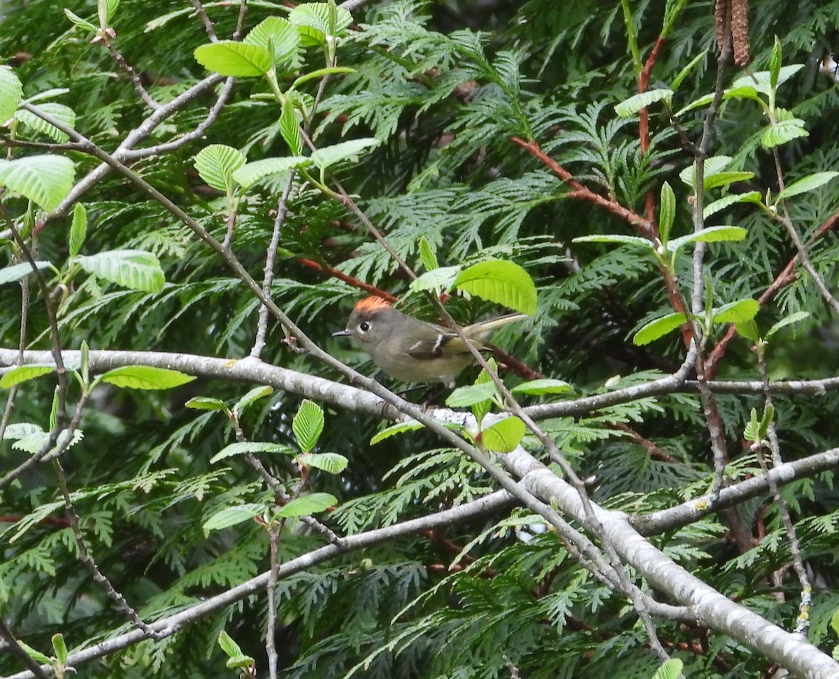 Ruby-crowned Kinglet - Randy Smith
