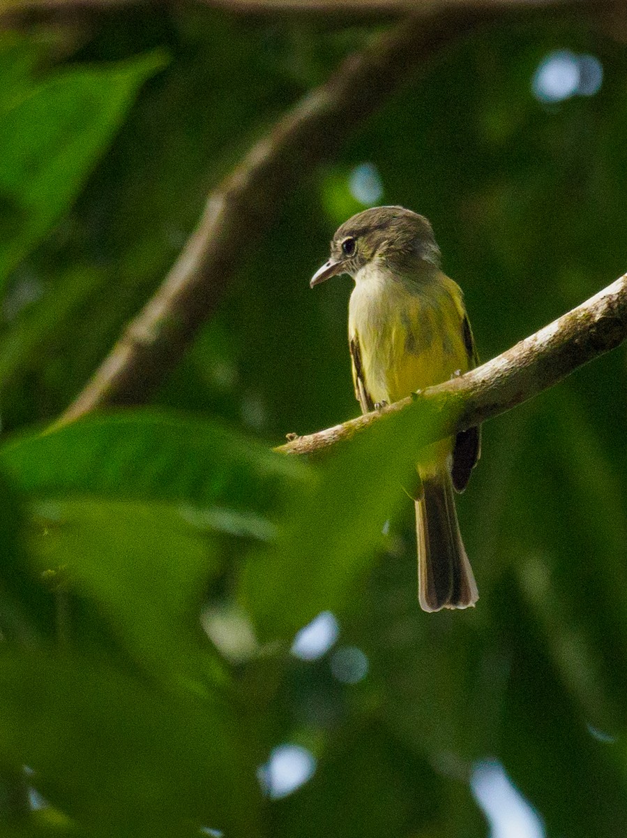 Yellow-winged Flatbill - Michele Kelly