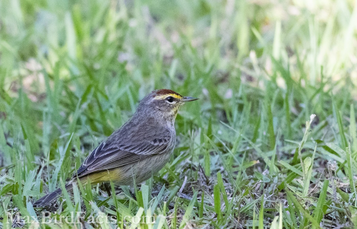 Palm Warbler (Western) - ML617072218