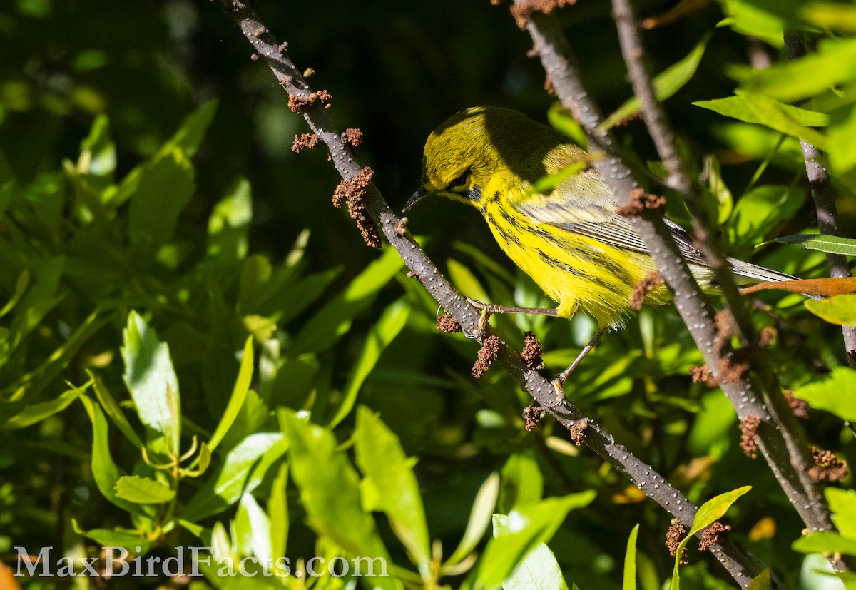 Prairie Warbler - ML617072220