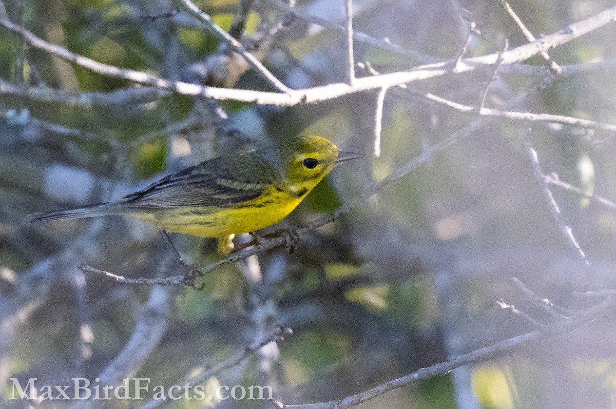 Prairie Warbler - ML617072222