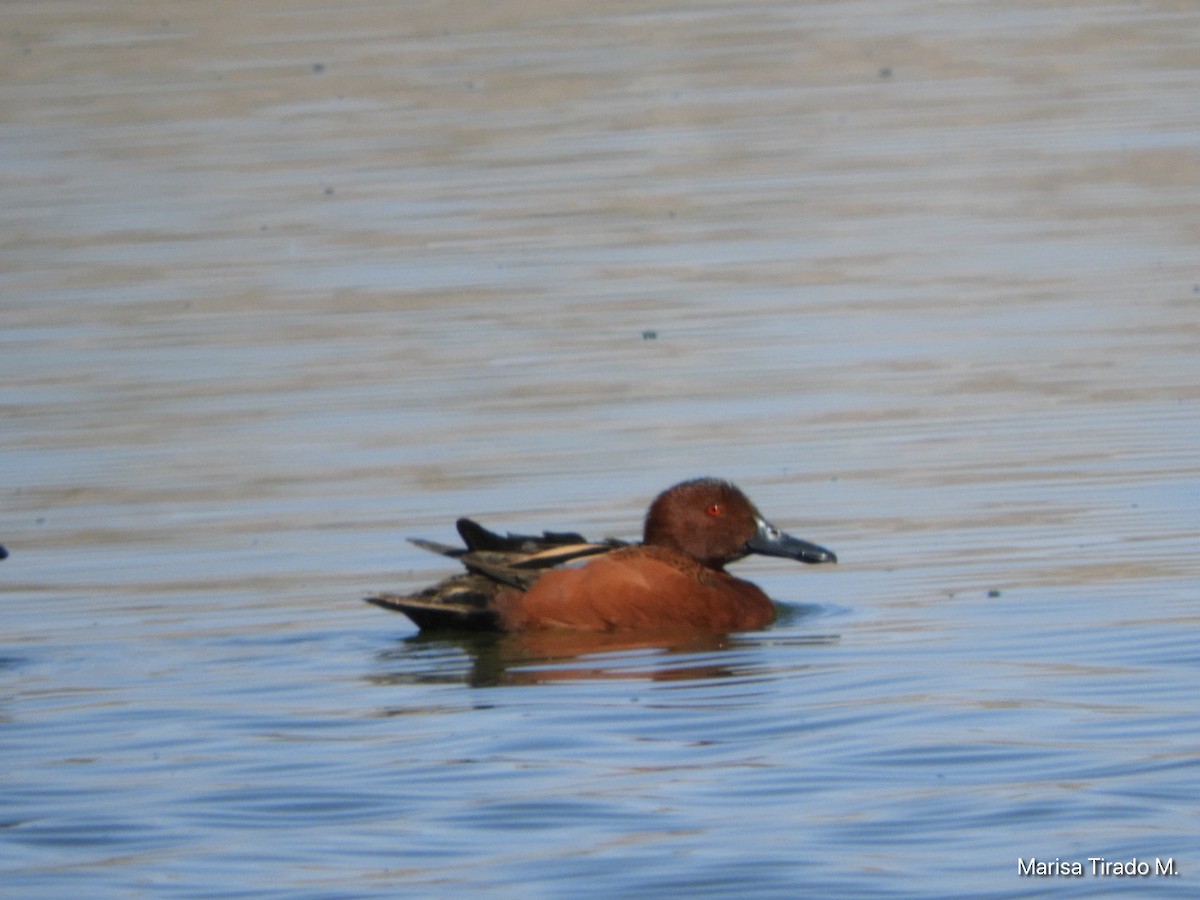 Cinnamon Teal - ML617072228