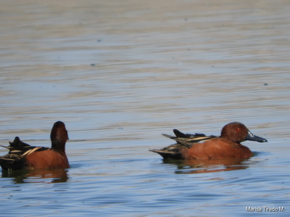 Cinnamon Teal - ML617072230