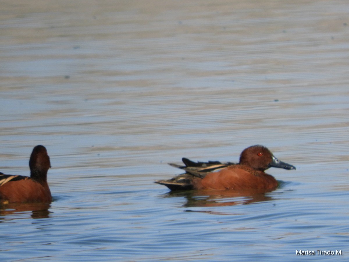 Cinnamon Teal - ML617072231