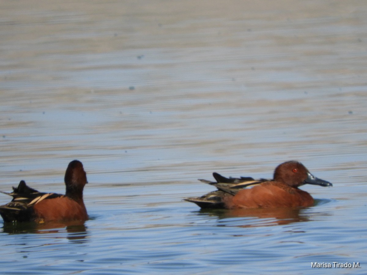 Cinnamon Teal - ML617072232