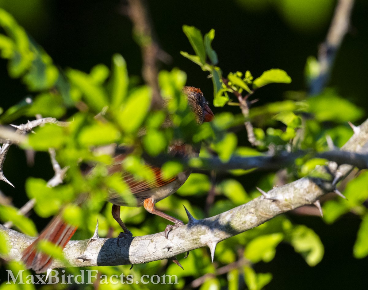 Northern Cardinal - ML617072236