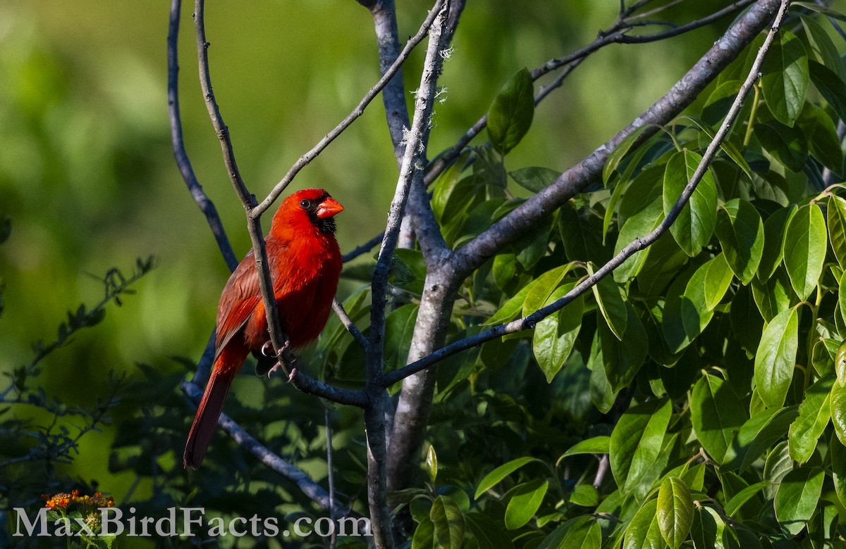 Northern Cardinal - ML617072241