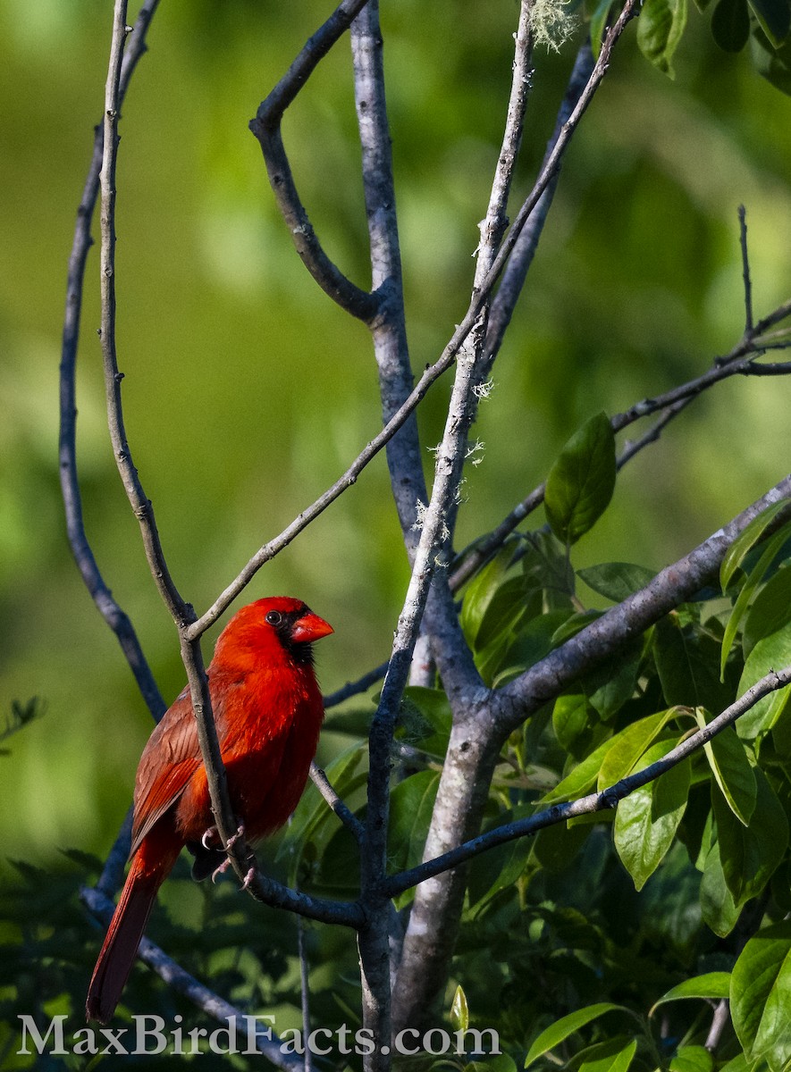 Northern Cardinal - ML617072244