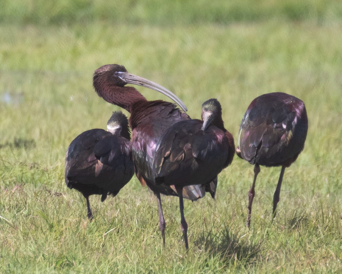 Glossy Ibis - ML617072247