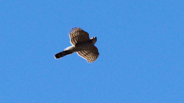 Cooper's Hawk - ML617072260