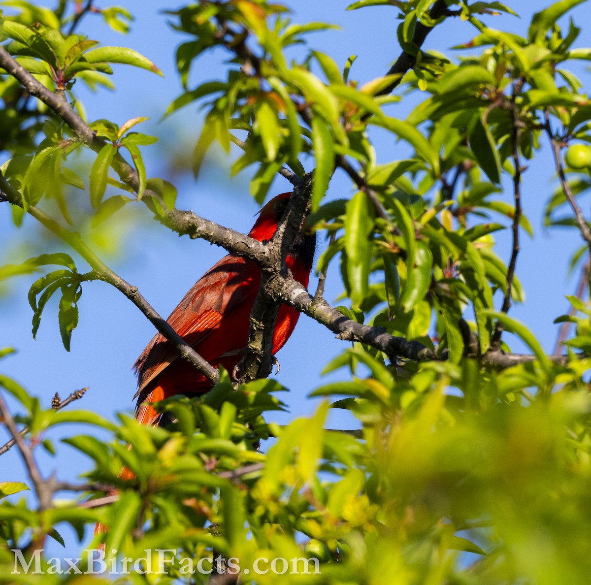 Northern Cardinal - ML617072265