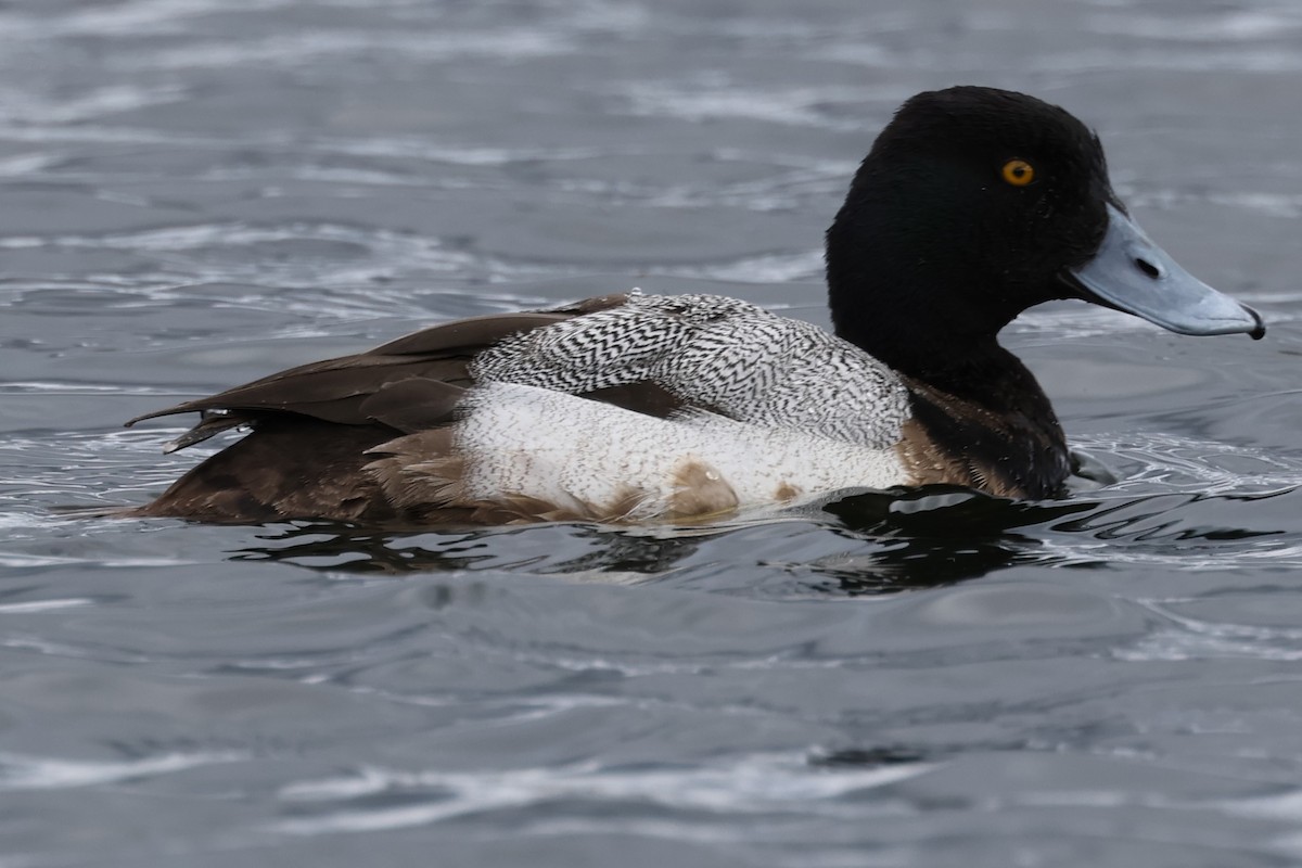 Lesser Scaup - P Than