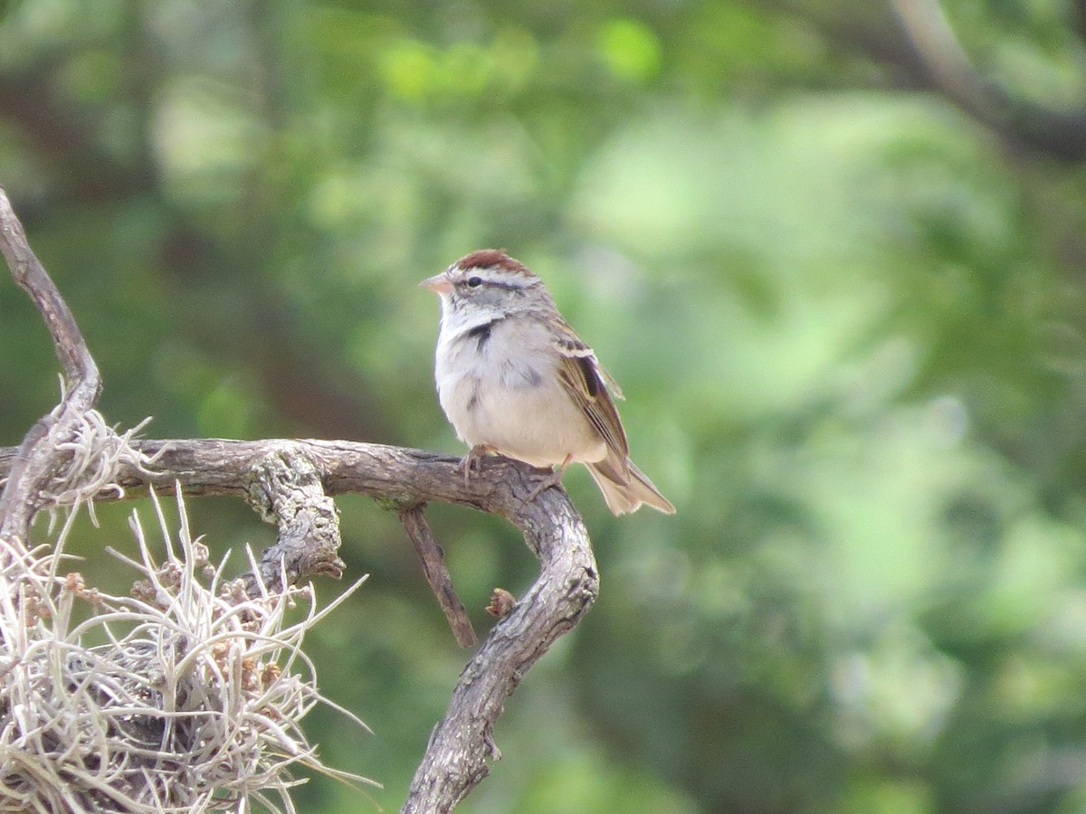 Chipping Sparrow - ML617072334