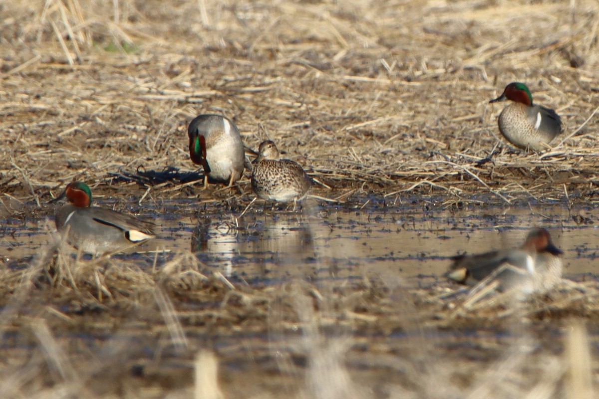 Green-winged Teal - ML617072350