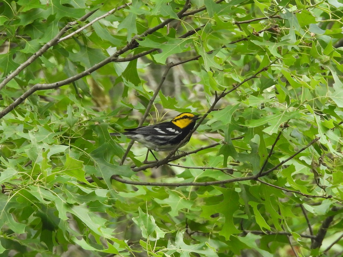 Golden-cheeked Warbler - ML617072354