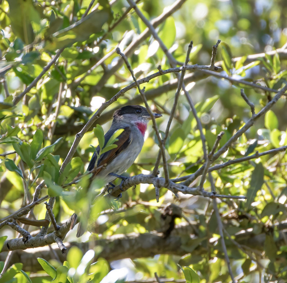 Rose-throated Becard - ML617072418