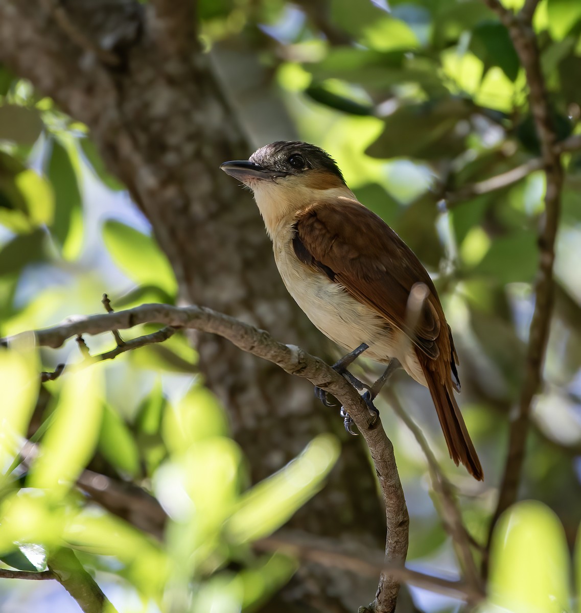 Rose-throated Becard - ML617072419