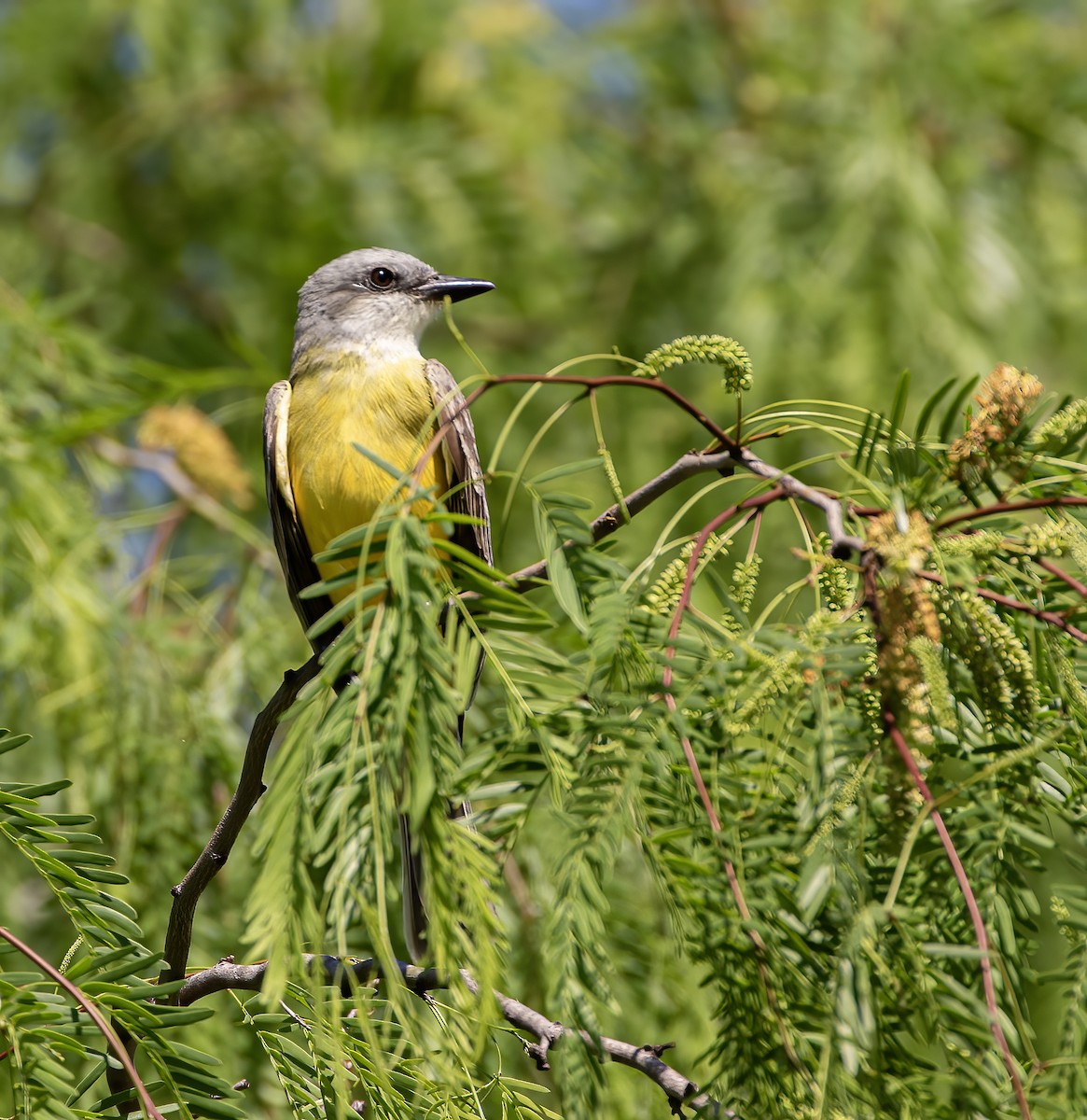 Couch's Kingbird - Keith Watson