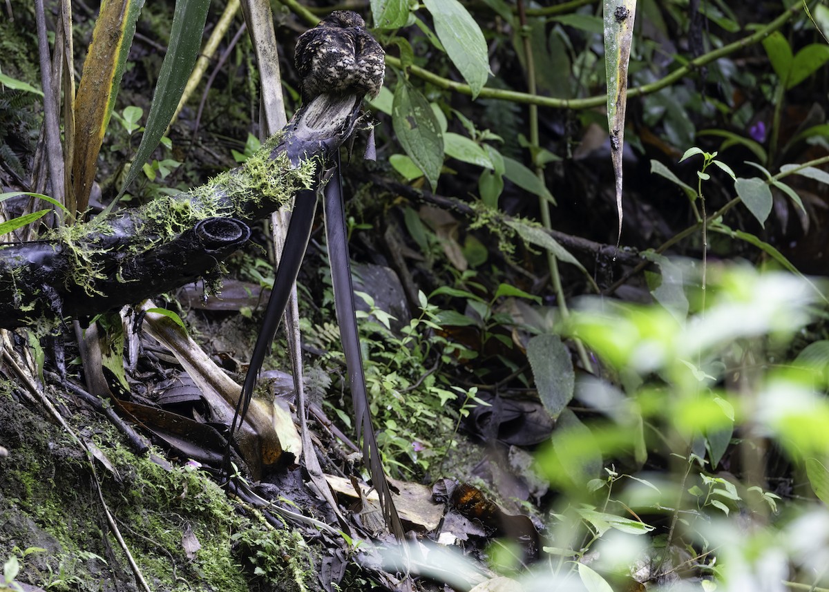 Lyre-tailed Nightjar - ML617072439