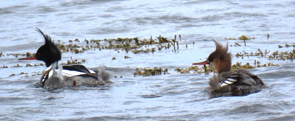 Red-breasted Merganser - ML617072459