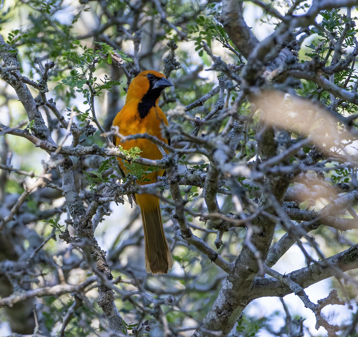 Oriole à gros bec - ML617072470