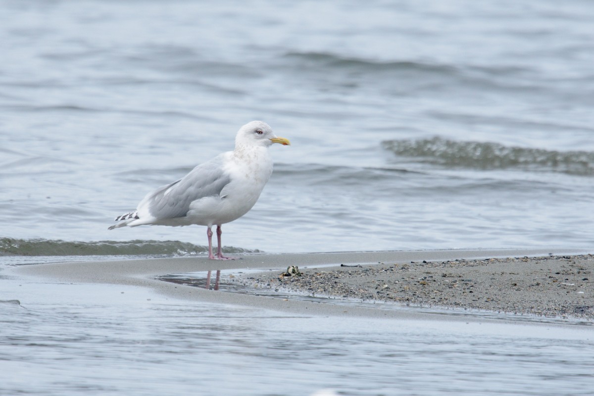 Iceland Gull (Thayer's) - ML617072480