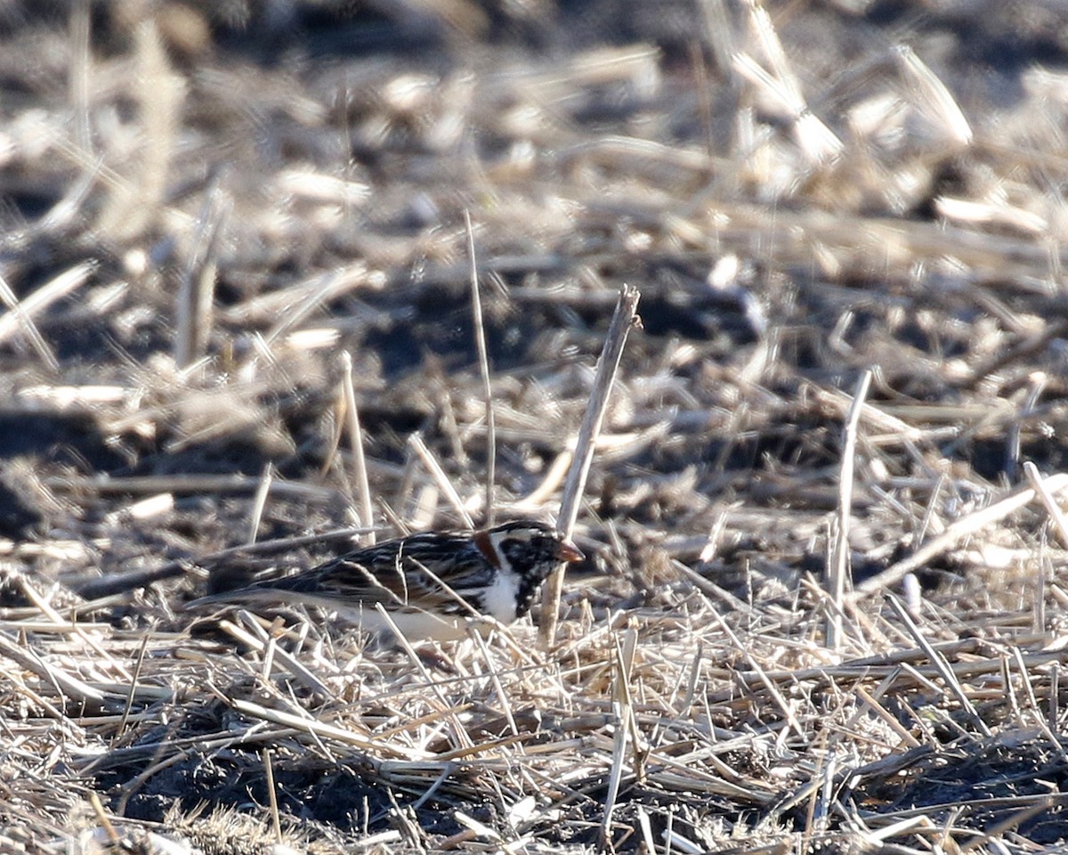 Lapland Longspur - ML617072553