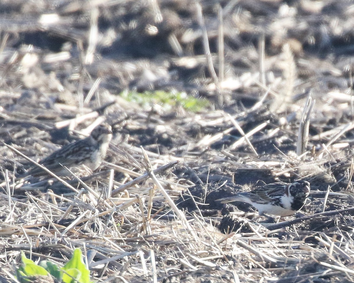 Lapland Longspur - Linda Scrima