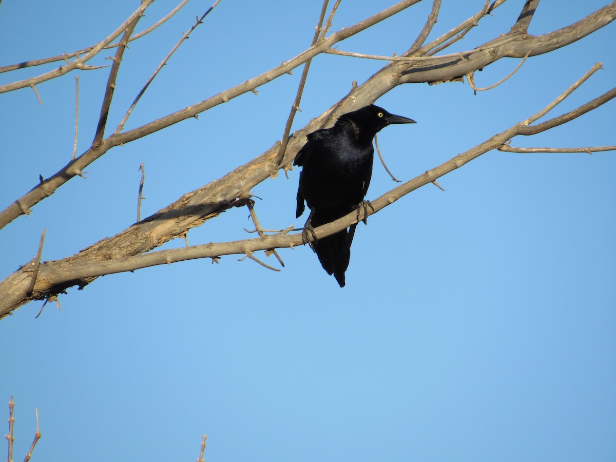 Great-tailed Grackle - ML617072597