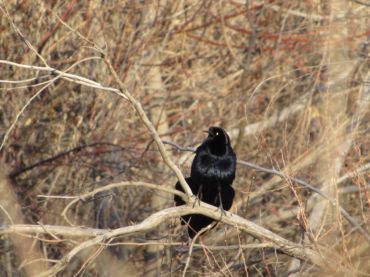 Great-tailed Grackle - ML617072598