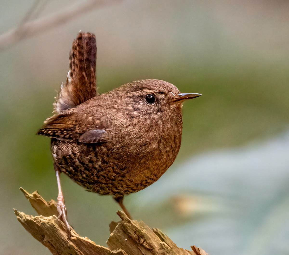 Pacific Wren - ML617072627