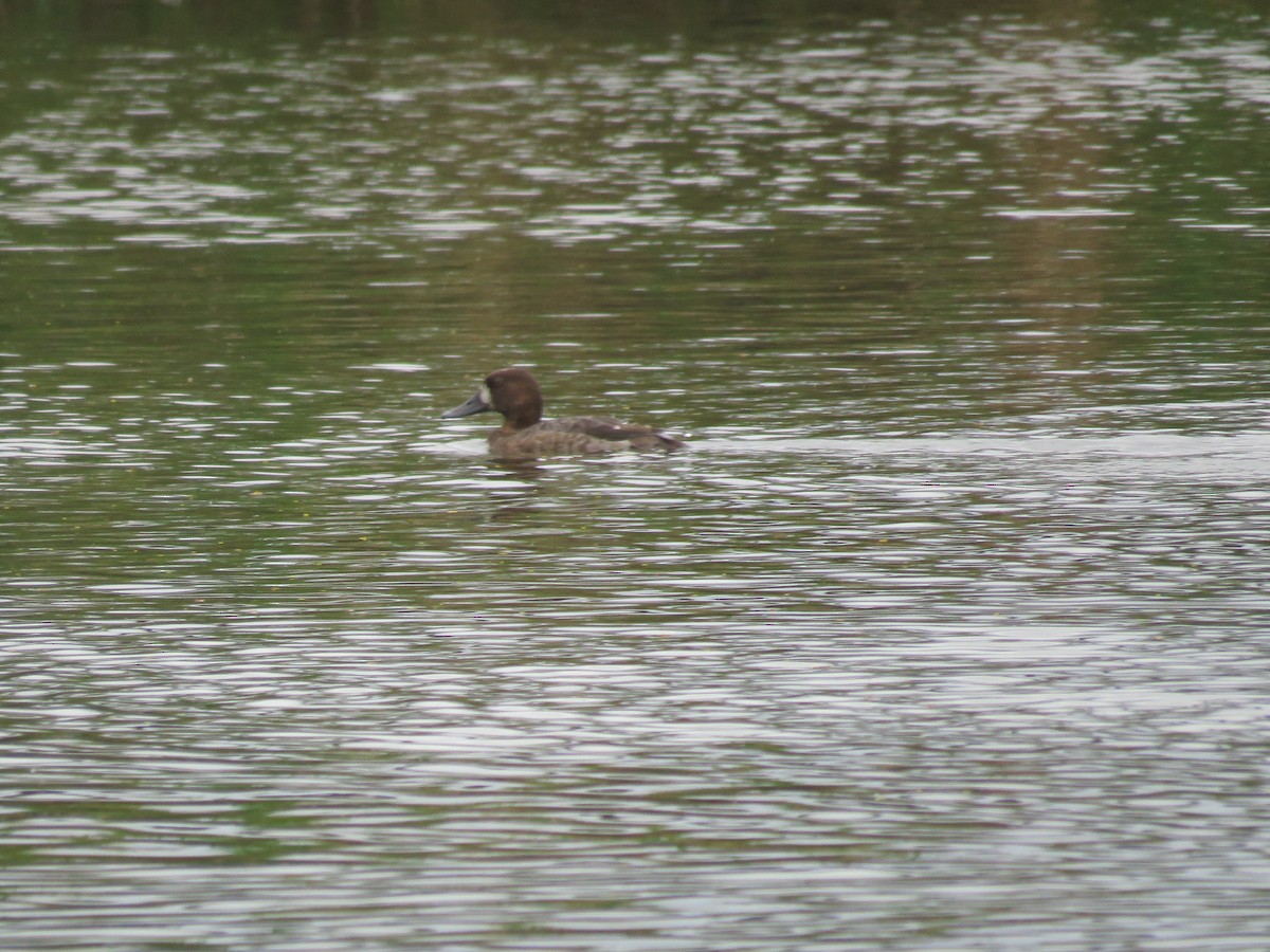 Lesser Scaup - Jim Crites