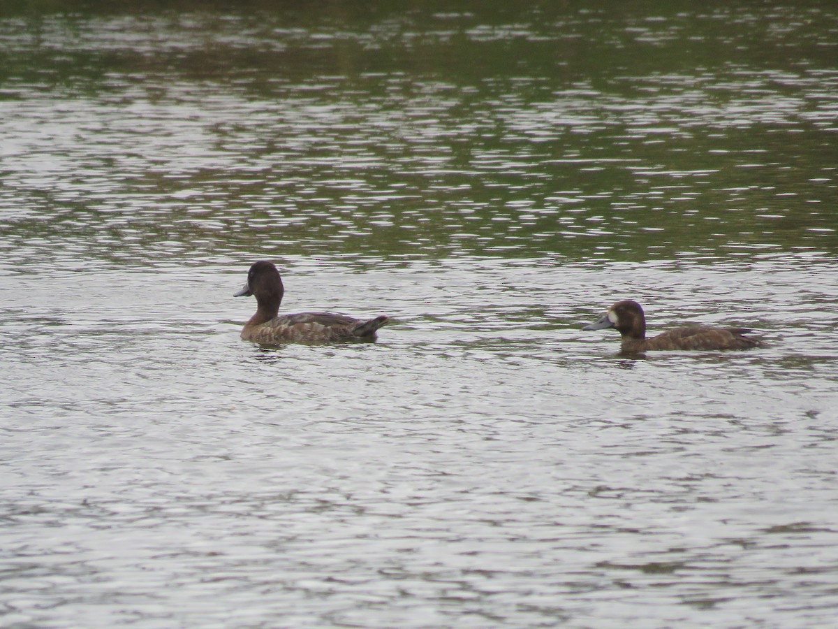 Lesser Scaup - Jim Crites