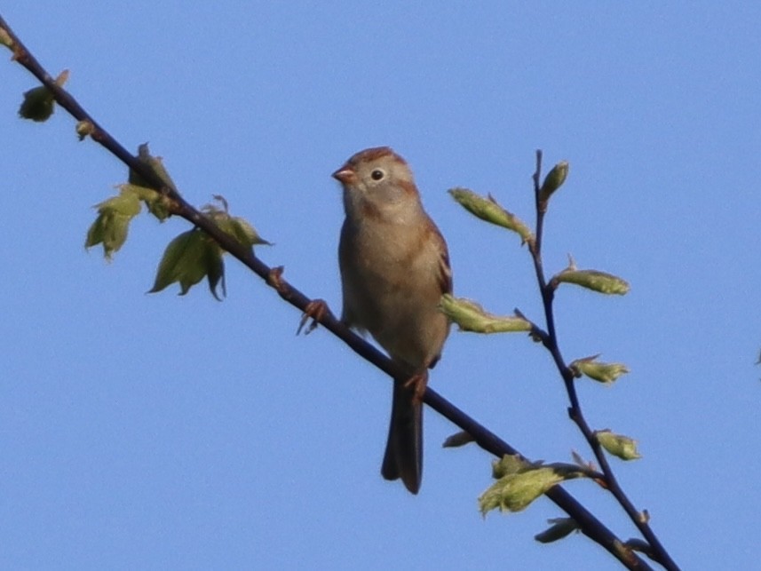 Field Sparrow - ML617072633