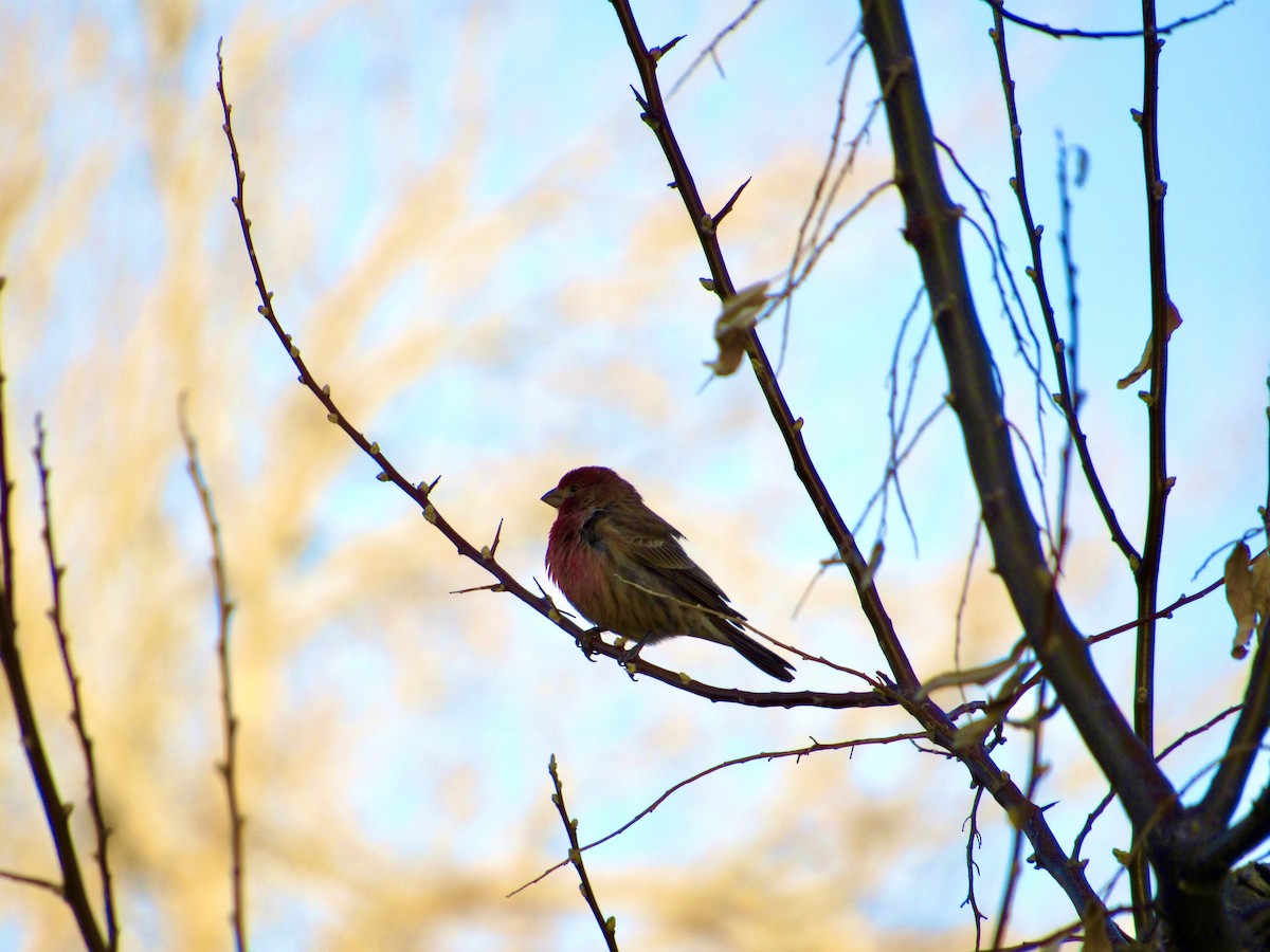 House Finch - ML617072655