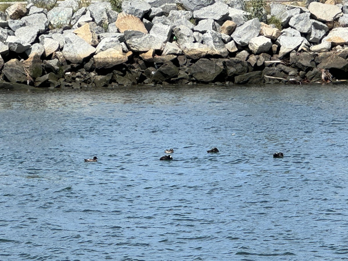 White-winged Scoter - ML617072711