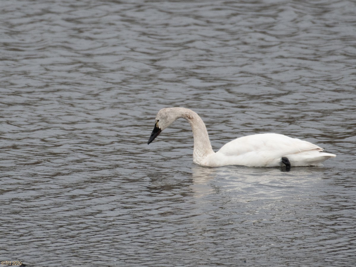 Tundra Swan - T I