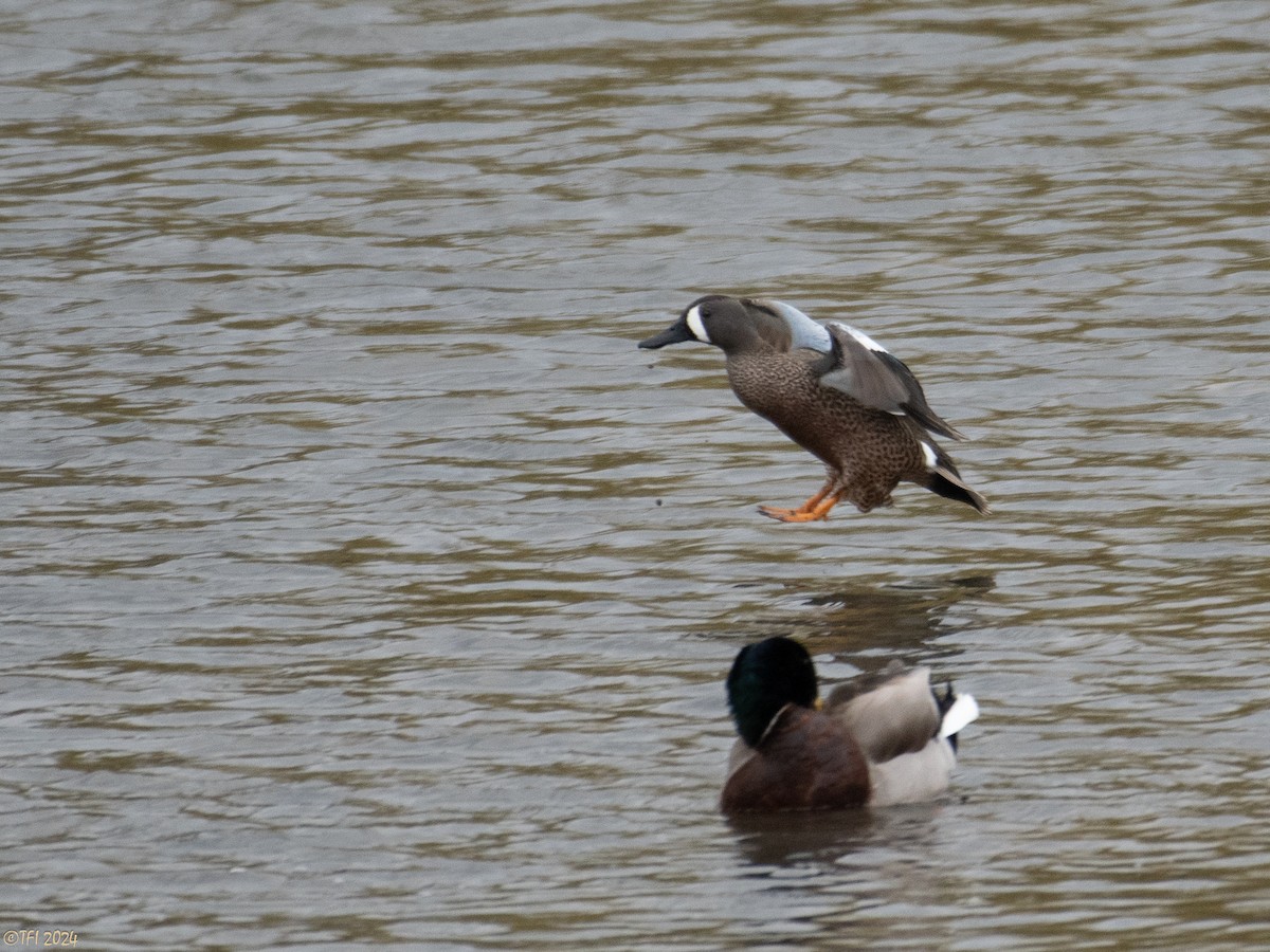 Blue-winged Teal - T I