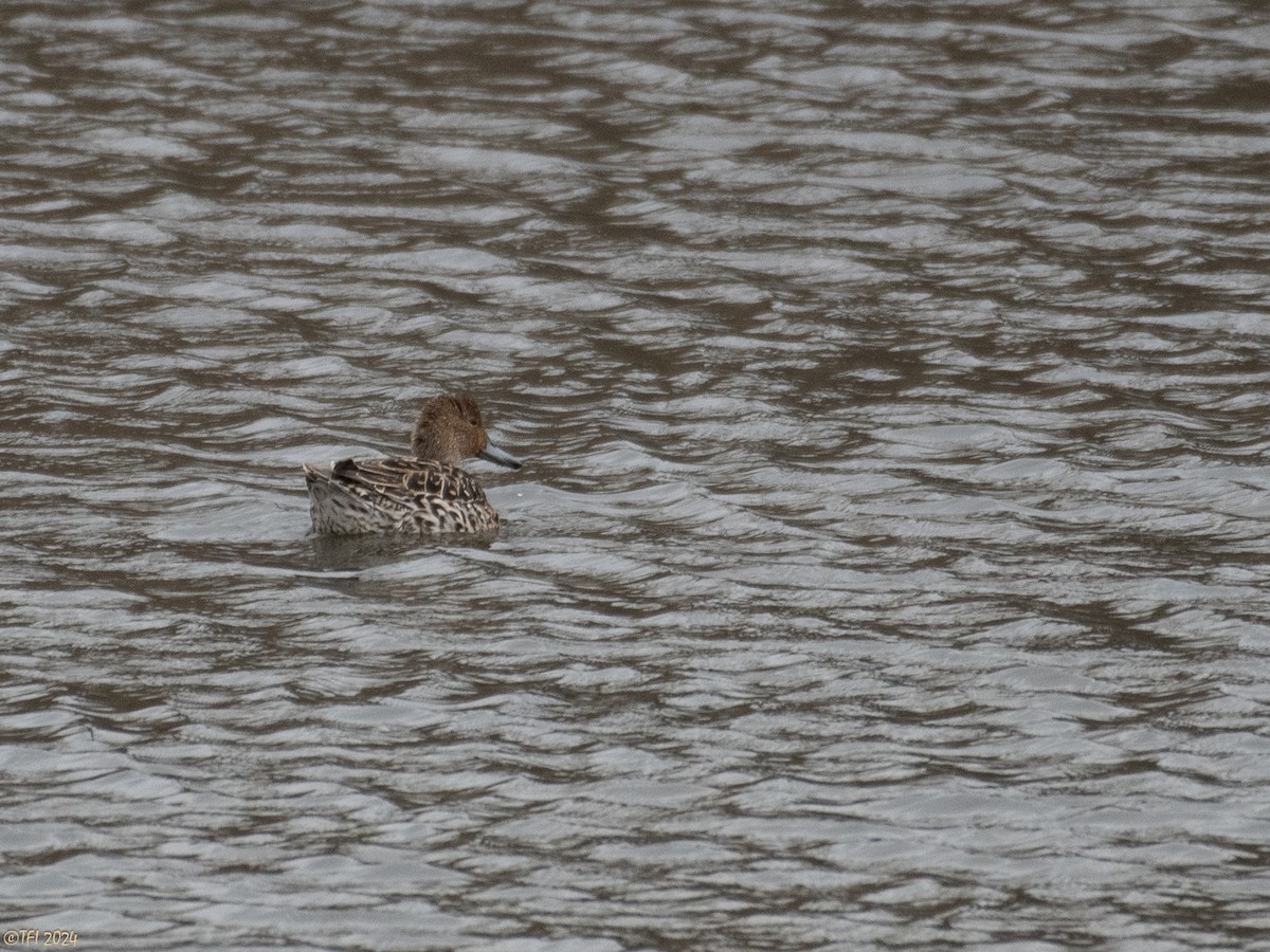 Northern Pintail - T I