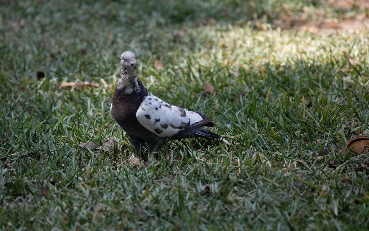 Rock Pigeon (Feral Pigeon) - ML617072767