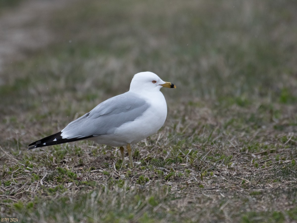 Ring-billed Gull - T I