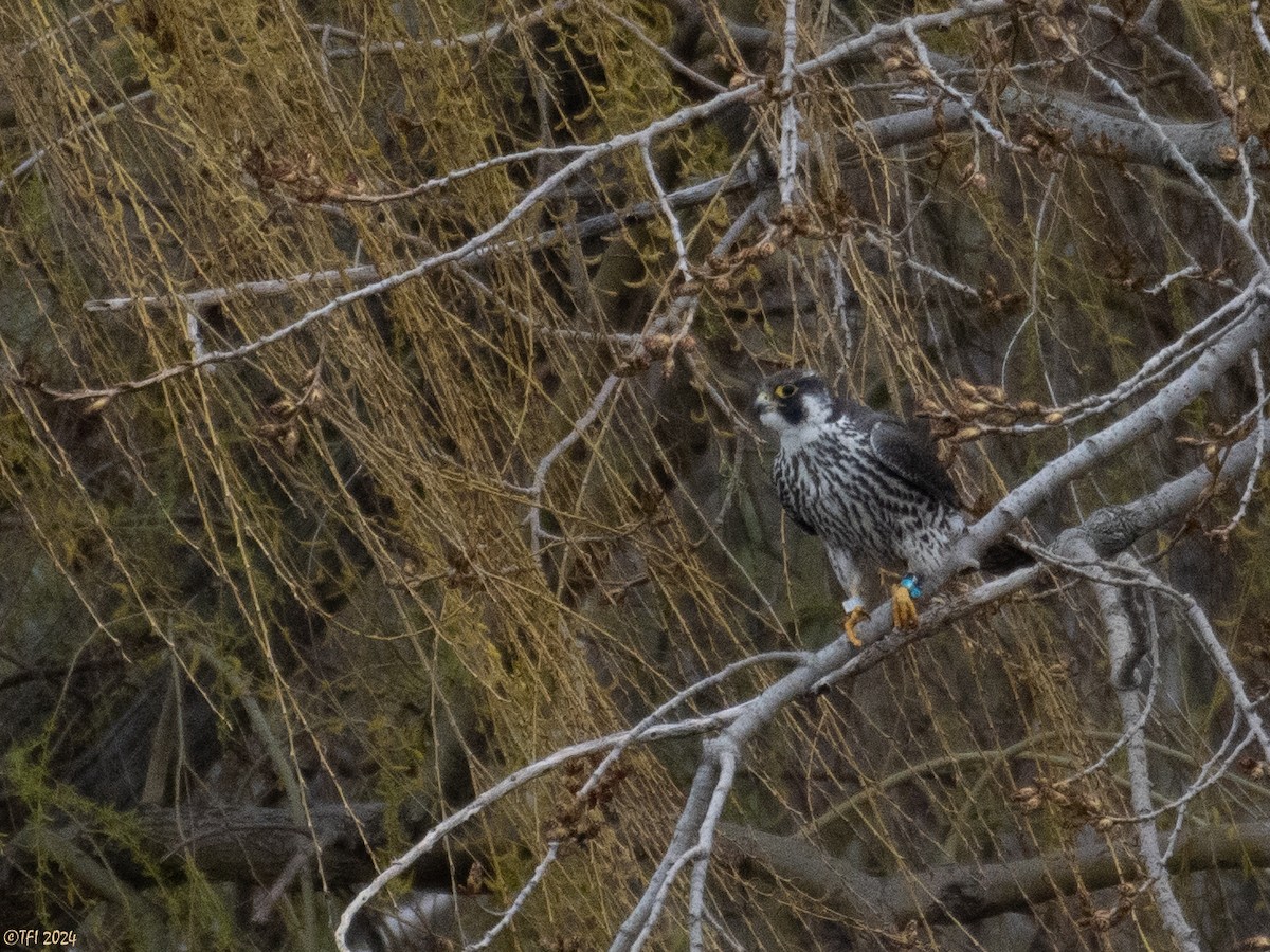 Peregrine Falcon - T I