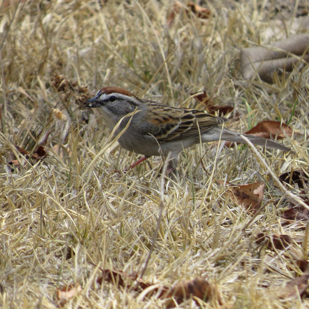 Chipping Sparrow - ML617072809