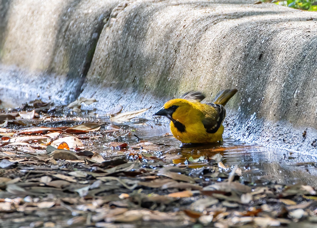 Oriole à gros bec - ML617072831