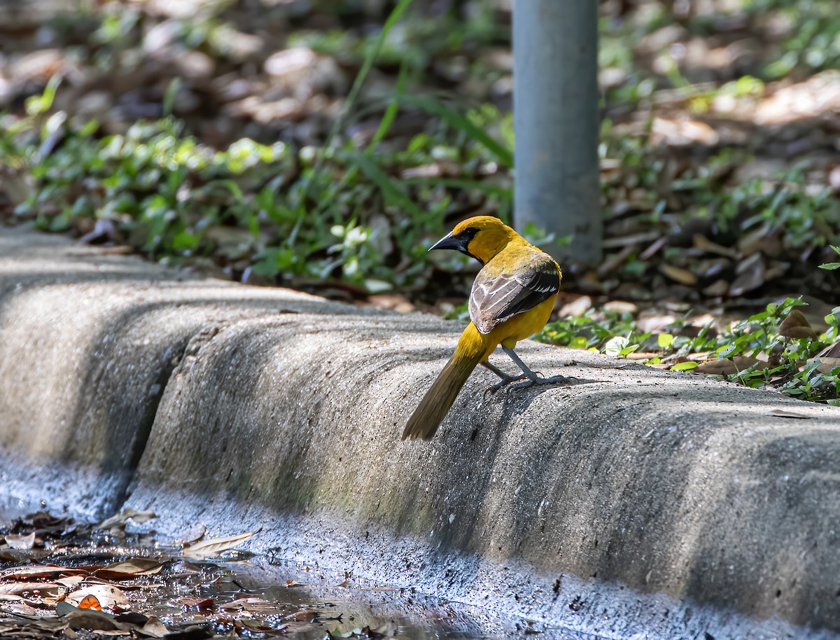 Oriole à gros bec - ML617072835